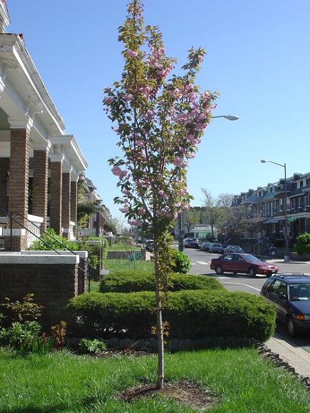 Kwanzan Cherry Tree 2006.jpg